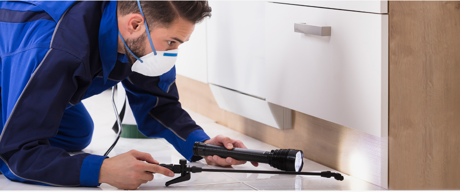 Coppell pest xpert removal